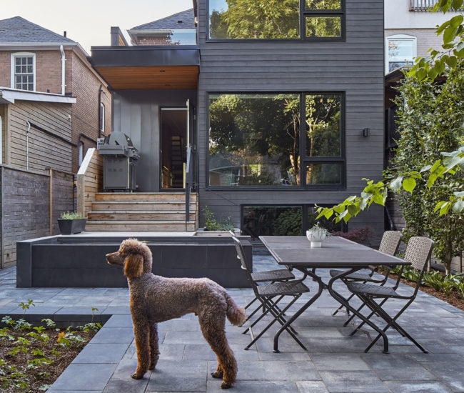 A dog is standing in the backyard of a modern home, Dogs of Toronto architecture