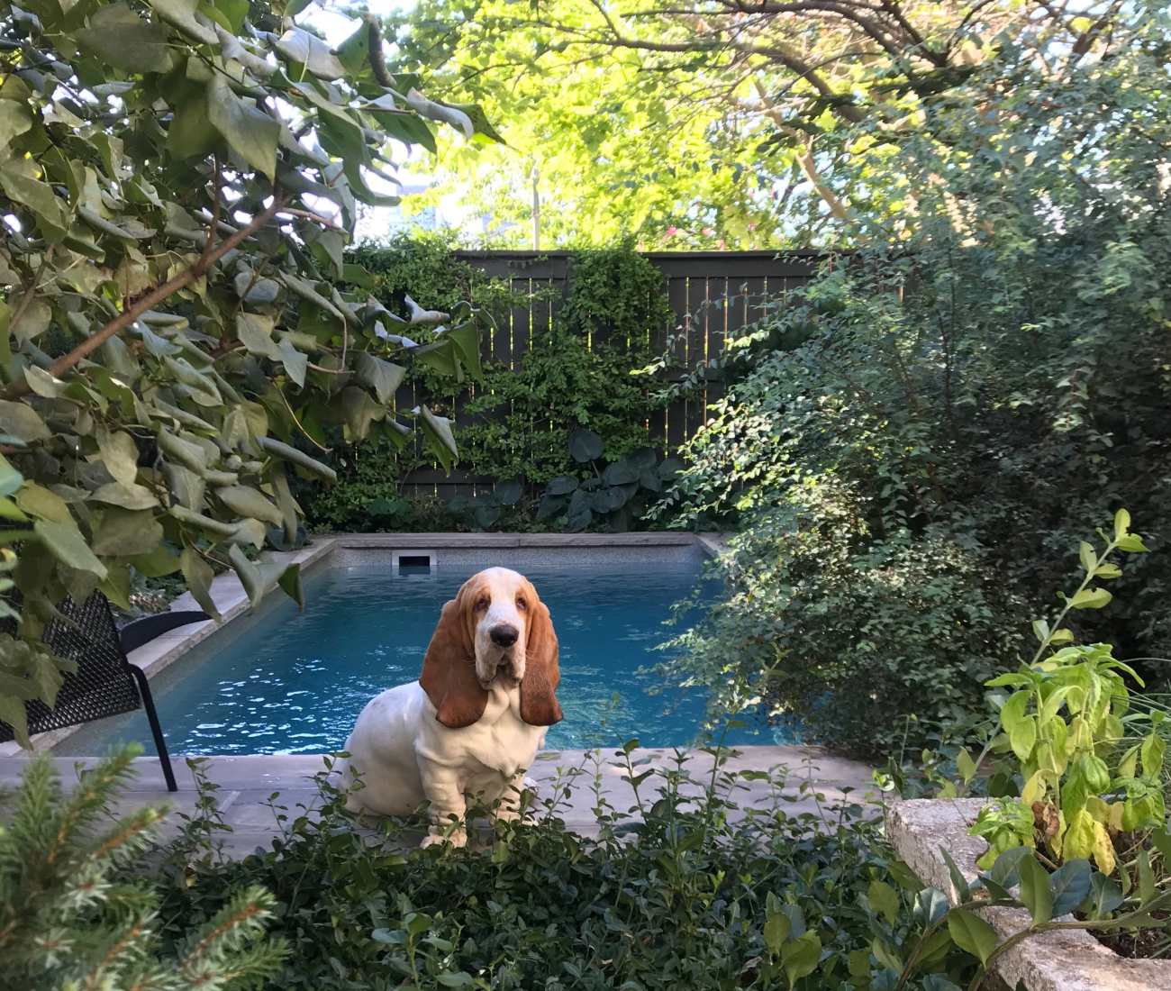 Donnelly and Puchala's 10-month-old basset hound, Gustav.