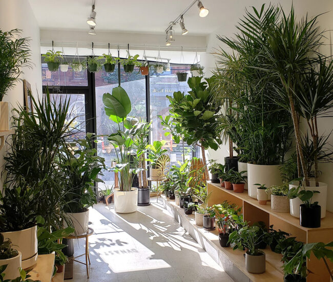 Plant Shops in Toronto