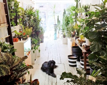 Dynasty Plant Shop Toronto