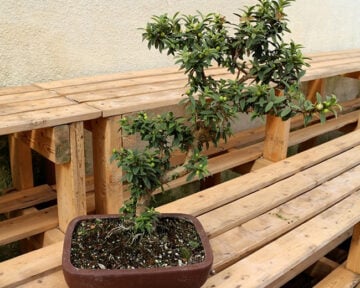 Kim's Nature Markham