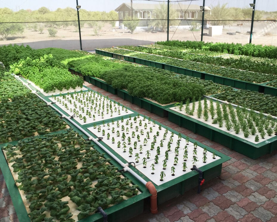 Waterfarmers by FloNergia, demonstrates the concept of aquaponics. Food sustainability