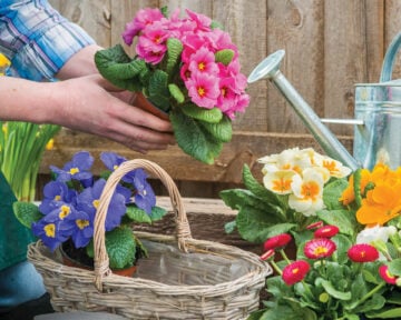 flowers at Sheridan Nurseries