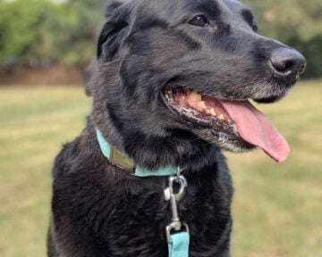 Collar by Team Plover