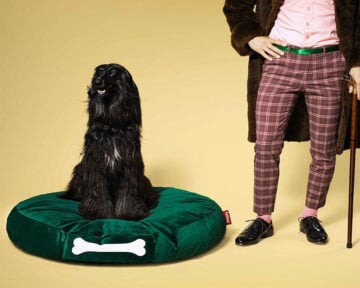 modern pet accessories