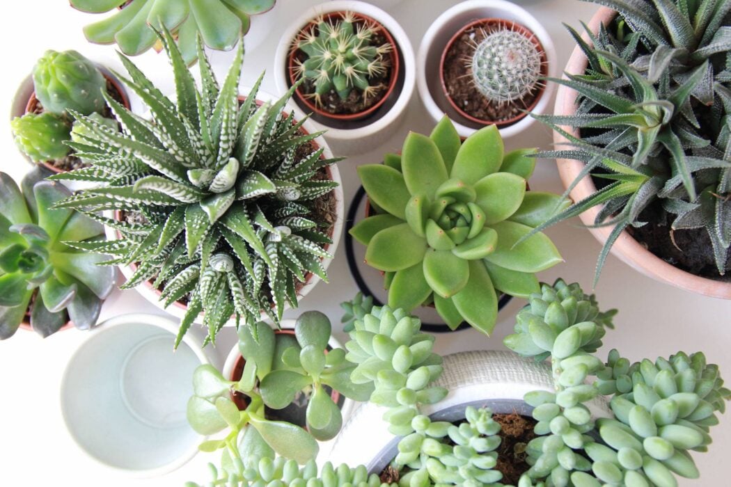 Where to Buy plants in Toronto