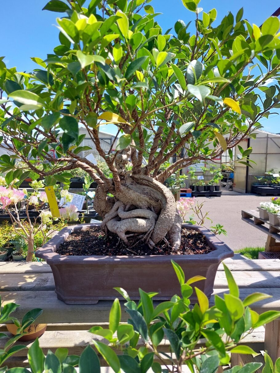 Kim's Nature Plant Shop in Markham