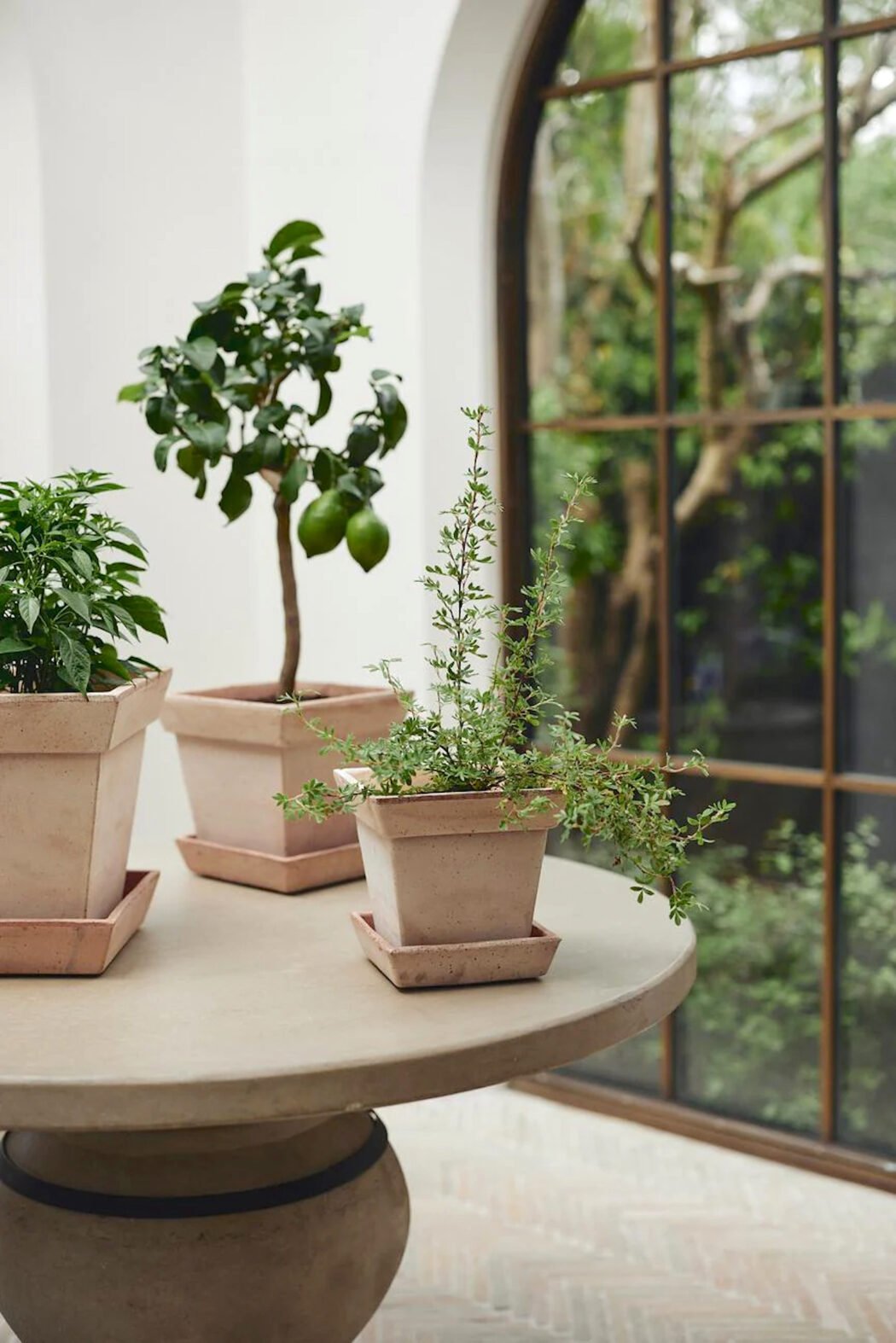 Best Plant Shops in Toronto - Plant Society