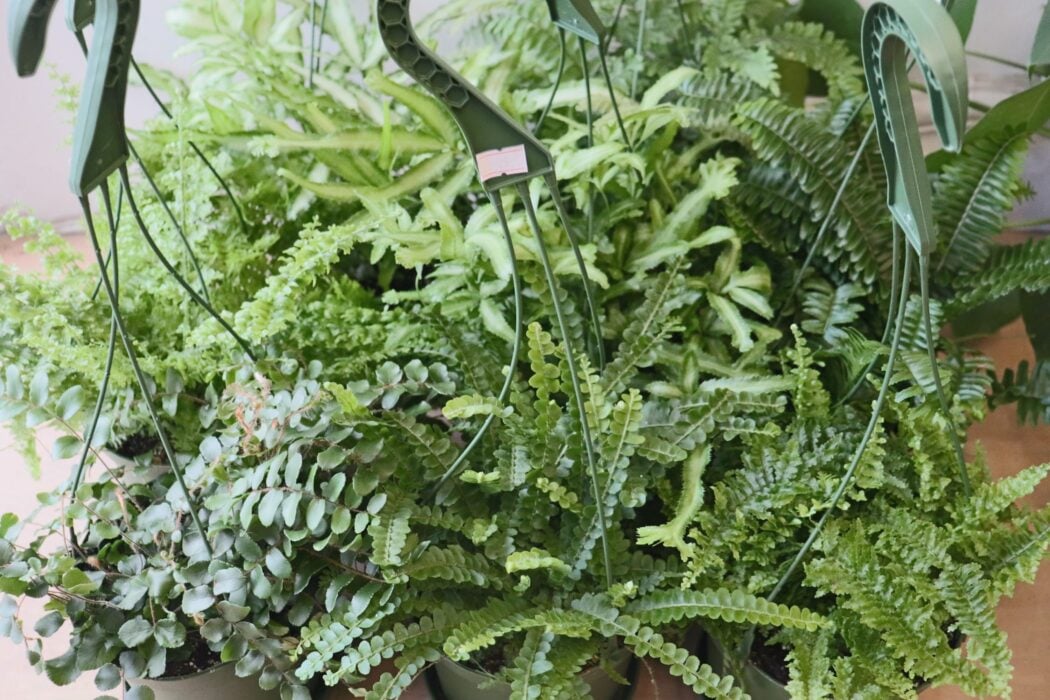 Plant Shops in Toronto