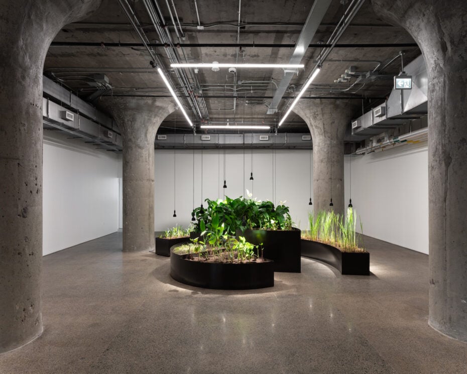 Kapwani Kiwanga, Remediation 2023.