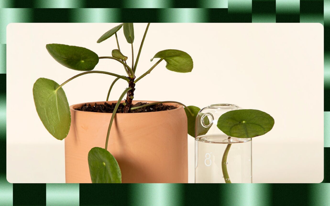 Gifts for the Green Thumb