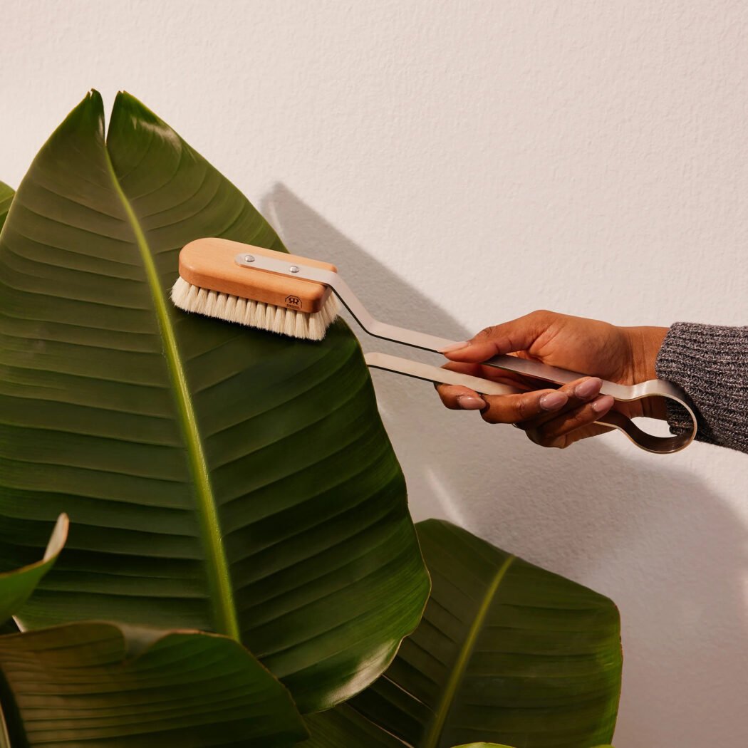 how to dust your plants